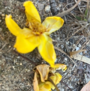 Cochlospermum gillivraei at Bowen, QLD - 26 Jul 2024