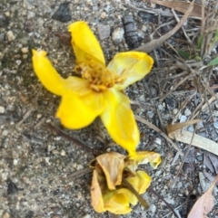 Cochlospermum gillivraei at Bowen, QLD - 26 Jul 2024