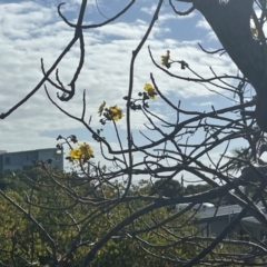 Cochlospermum gillivraei at Bowen, QLD - 26 Jul 2024