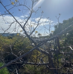 Cochlospermum gillivraei at Bowen, QLD - 26 Jul 2024