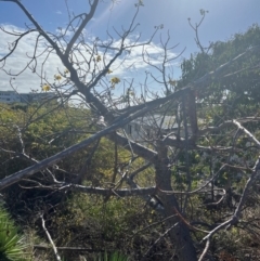 Cochlospermum gillivraei at Bowen, QLD - 26 Jul 2024