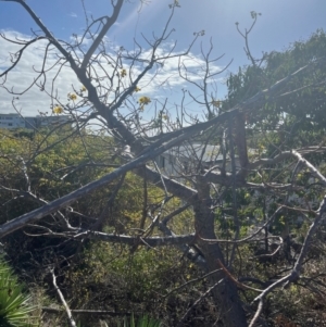 Cochlospermum gillivraei at Bowen, QLD - 26 Jul 2024