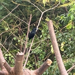 Melloria quoyi (Black Butcherbird) at Airlie Beach, QLD - 27 Jul 2024 by Ange