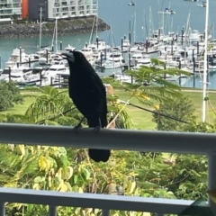 Melloria quoyi (Black Butcherbird) at Airlie Beach, QLD - 26 Jul 2024 by Ange