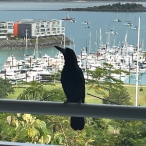 Melloria quoyi at Airlie Beach, QLD - 27 Jul 2024 09:03 AM