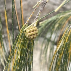 Casuarina equisetifolia subsp. incana (Coastal She-Oak) at Cape Gloucester, QLD - 27 Jul 2024 by Ange