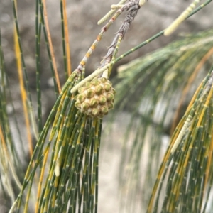 Casuarina equisetifolia subsp. incana at Cape Gloucester, QLD - 27 Jul 2024