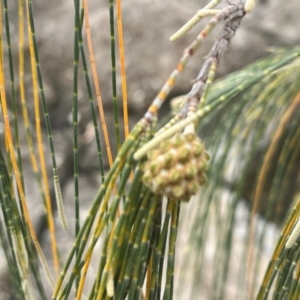 Casuarina equisetifolia subsp. incana at Cape Gloucester, QLD - 27 Jul 2024