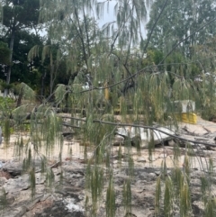 Casuarina equisetifolia subsp. incana at Cape Gloucester, QLD - 27 Jul 2024 01:05 PM