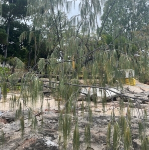 Casuarina equisetifolia subsp. incana at Cape Gloucester, QLD - 27 Jul 2024