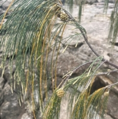 Casuarina equisetifolia subsp. incana at Cape Gloucester, QLD - 27 Jul 2024