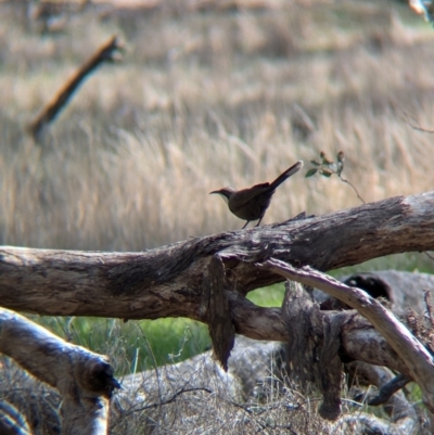 Pomatostomus temporalis temporalis (Grey-crowned Babbler) at Walla Walla, NSW - 27 Jul 2024 by Darcy