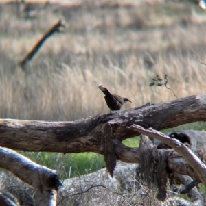 Pomatostomus temporalis temporalis at Walla Walla, NSW - 27 Jul 2024 01:36 PM