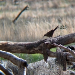 Pomatostomus temporalis temporalis at Walla Walla, NSW - 27 Jul 2024 01:36 PM