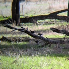 Pomatostomus temporalis temporalis at Walla Walla, NSW - 27 Jul 2024 01:36 PM