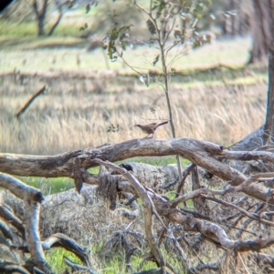 Pomatostomus temporalis temporalis at Walla Walla, NSW - 27 Jul 2024 01:36 PM