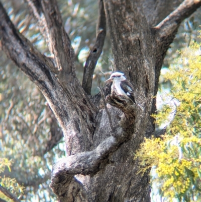 Dacelo novaeguineae (Laughing Kookaburra) at Walla Walla, NSW - 27 Jul 2024 by Darcy