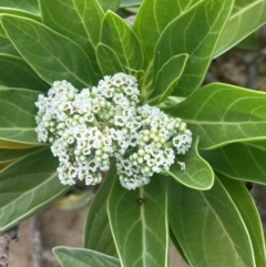 Argusia argentea (Tree Heliotrope) at Cape Gloucester, QLD - 27 Jul 2024 by Ange