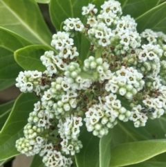 Argusia argentea at Cape Gloucester, QLD - 27 Jul 2024 01:18 PM