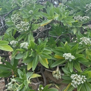 Argusia argentea at Cape Gloucester, QLD - 27 Jul 2024 01:18 PM