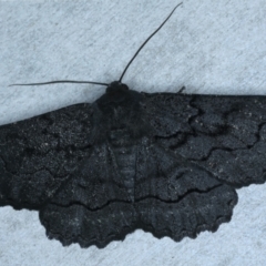 Melanodes anthracitaria (Black Geometrid) at Rosedale, NSW - 19 Jul 2024 by jb2602