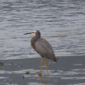 Egretta novaehollandiae at Cairns City, QLD - 27 Jul 2024 05:52 PM