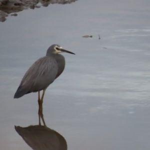 Egretta novaehollandiae at Cairns City, QLD - 27 Jul 2024 05:52 PM