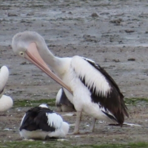 Pelecanus conspicillatus at Cairns City, QLD - 27 Jul 2024 05:54 PM