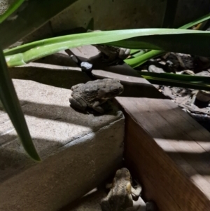 Rhinella marina at Howard Springs, NT - 27 Jul 2024