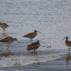 Numenius phaeopus (Whimbrel) at Cairns City, QLD - 27 Jul 2024 by lbradley