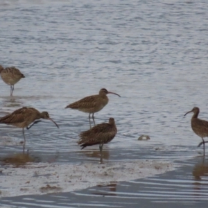 Numenius phaeopus at Cairns City, QLD - 27 Jul 2024