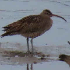 Numenius phaeopus at Cairns City, QLD - 27 Jul 2024