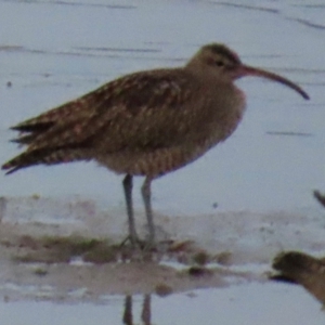 Numenius phaeopus at Cairns City, QLD - 27 Jul 2024 05:50 PM