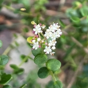 Platysace lanceolata at Bournda, NSW - 5 Jul 2024