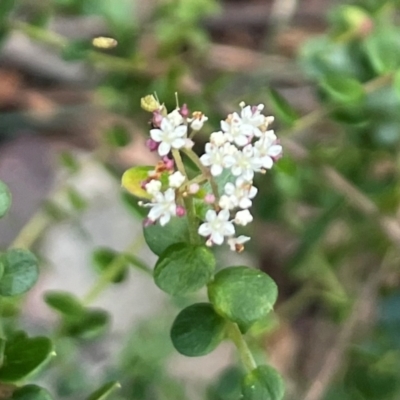 Platysace lanceolata (Shrubby Platysace) at Bournda, NSW - 5 Jul 2024 by Clarel