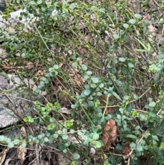 Platysace lanceolata at Bournda, NSW - 5 Jul 2024