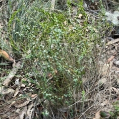 Platysace lanceolata at Bournda, NSW - 5 Jul 2024