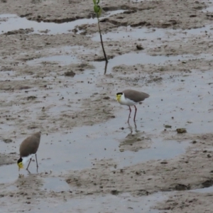 Vanellus miles at Cairns City, QLD - 27 Jul 2024