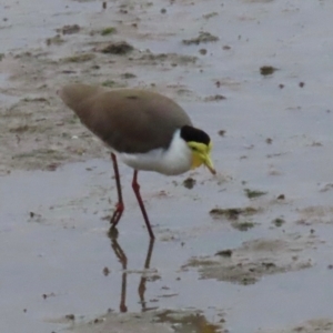 Vanellus miles at Cairns City, QLD - 27 Jul 2024