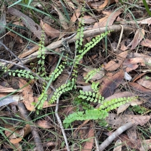 Lindsaea linearis at Bournda, NSW - 5 Jul 2024