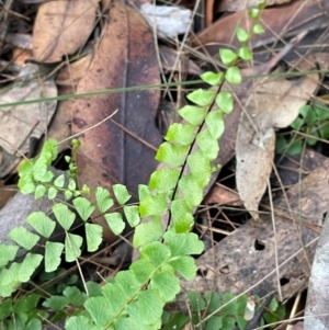 Lindsaea linearis at Bournda, NSW - 5 Jul 2024