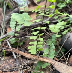 Lindsaea linearis at Bournda, NSW - 5 Jul 2024 02:52 PM