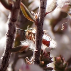 Apiformes (informal group) (Unidentified bee) at Aranda, ACT - 27 Jul 2024 by CathB