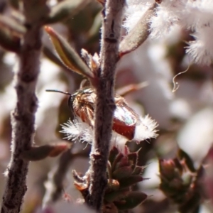 Apiformes (informal group) at Aranda, ACT - 27 Jul 2024