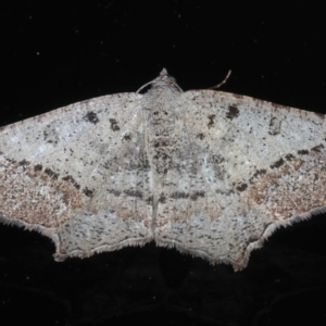 Dissomorphia australiaria at Rosedale, NSW - 22 Jul 2024