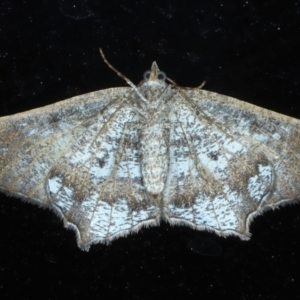 Dissomorphia australiaria at Rosedale, NSW - 22 Jul 2024 07:39 PM