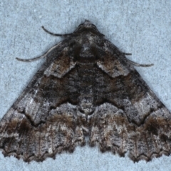 Gastrina cristaria (Wave-lined Geometrid) at Rosedale, NSW - 22 Jul 2024 by jb2602