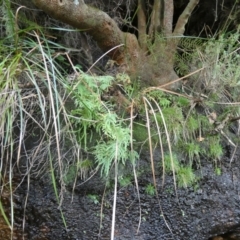 Gleichenia sp. (A Coral Fern) at Royal National Park, NSW - 22 Jul 2024 by Amata