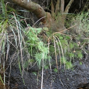 Gleichenia sp. at Royal National Park, NSW - suppressed