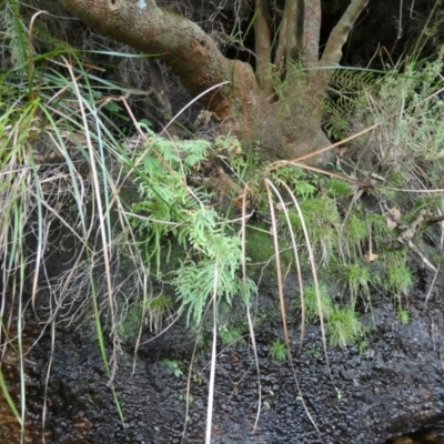 Gleichenia sp. (A Coral Fern) at Royal National Park, NSW - 22 Jul 2024 by Amata